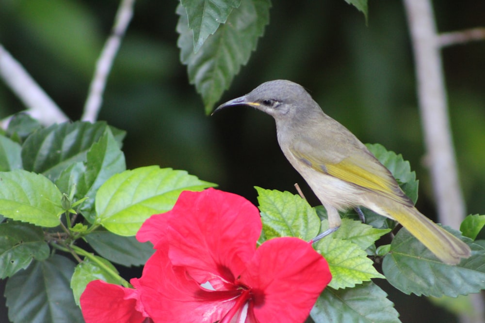 a bird is perched on a branch with flowers