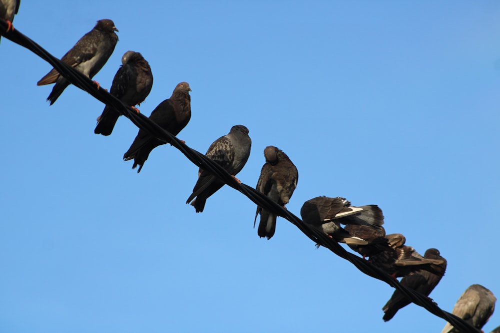 a flock of birds sitting on top of a power line