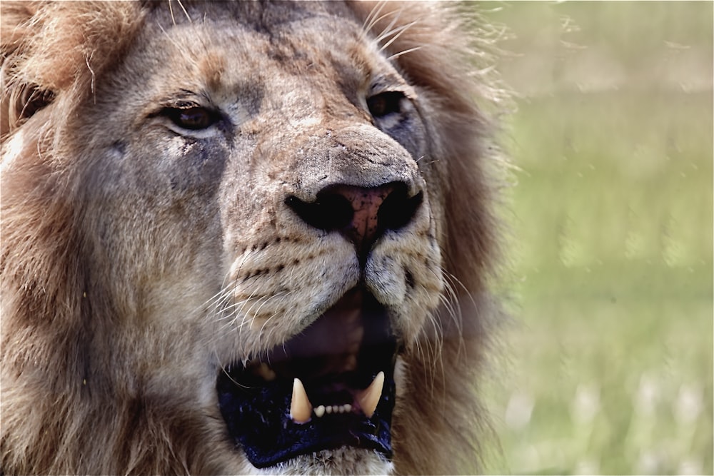 a close up of a lion with its mouth open