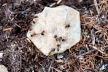 a group of ants crawling on a rock