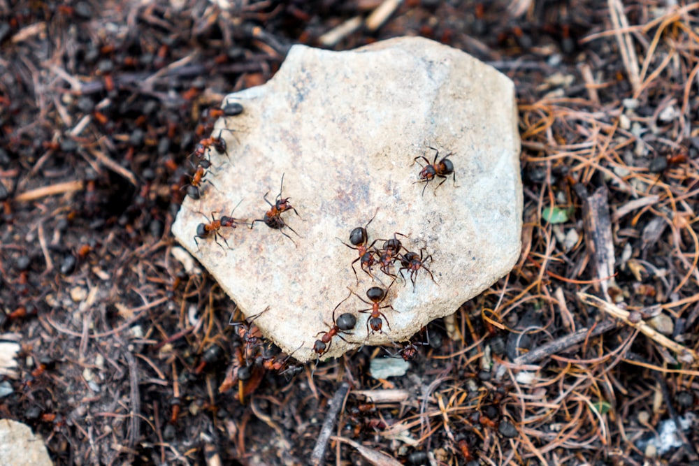a group of ants crawling on a rock