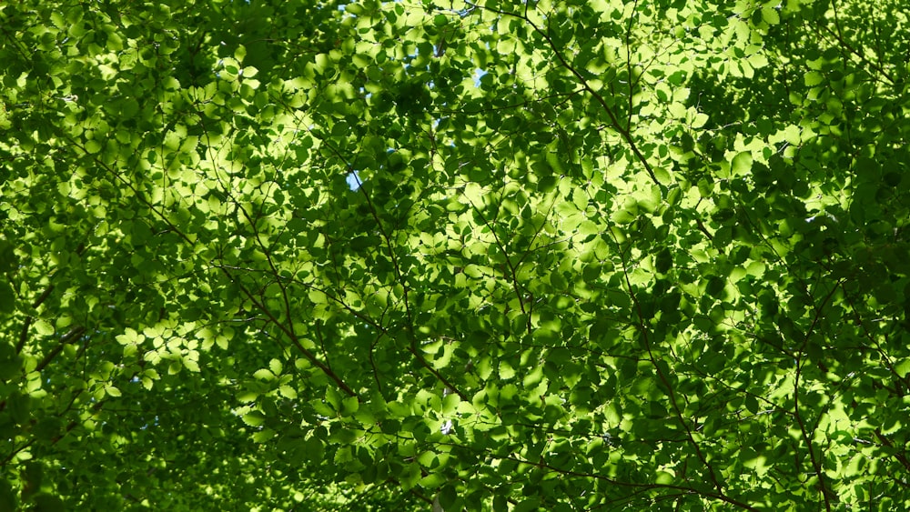 uma árvore frondosa verde com um céu azul no fundo