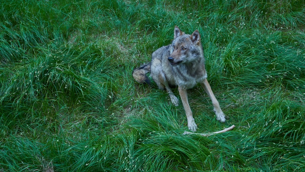 a wolf is sitting in the grass and looking at the camera