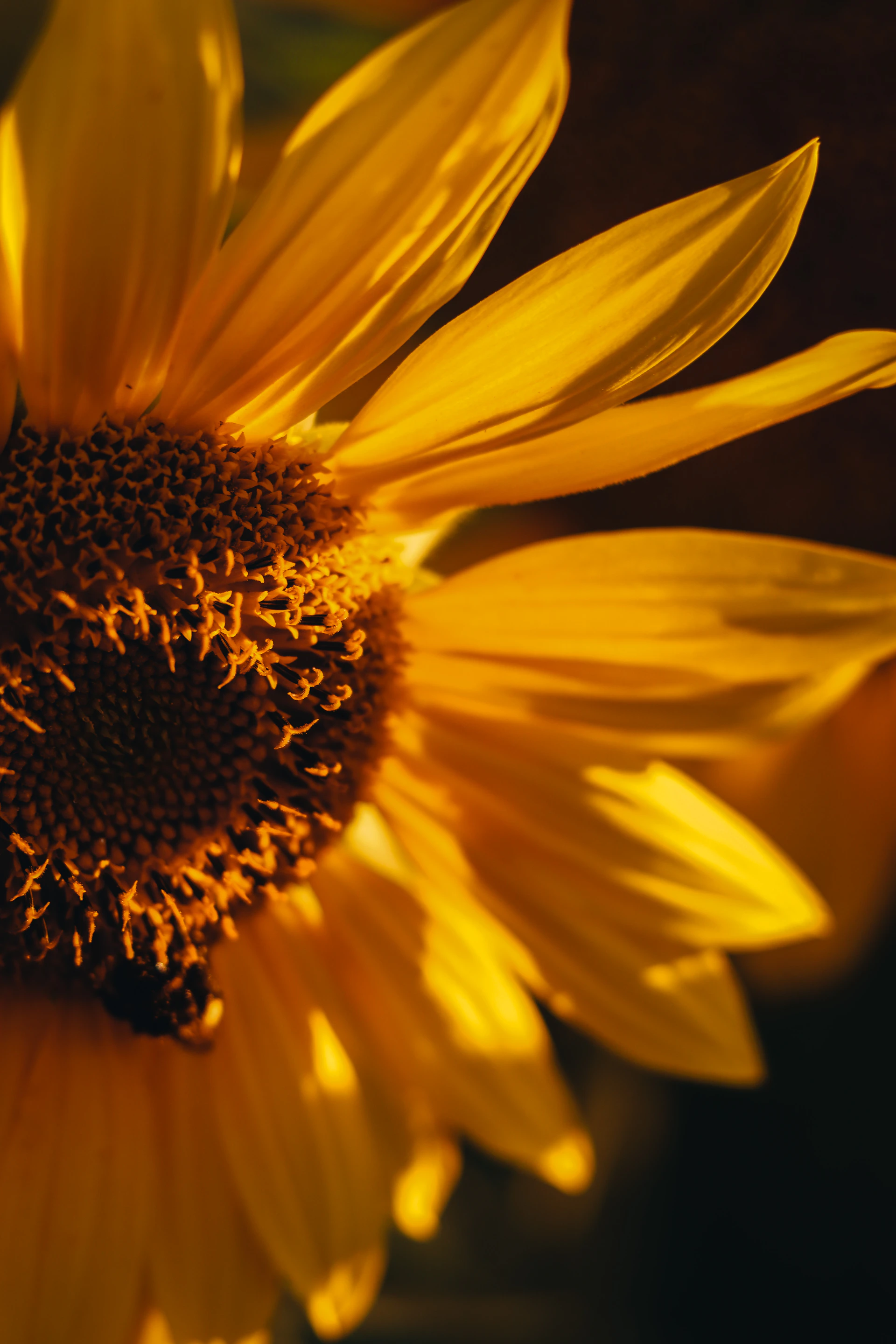 A close-up of a vibrant sunflower with its petals radiating outward, captured squarely to avoid any stretching.
