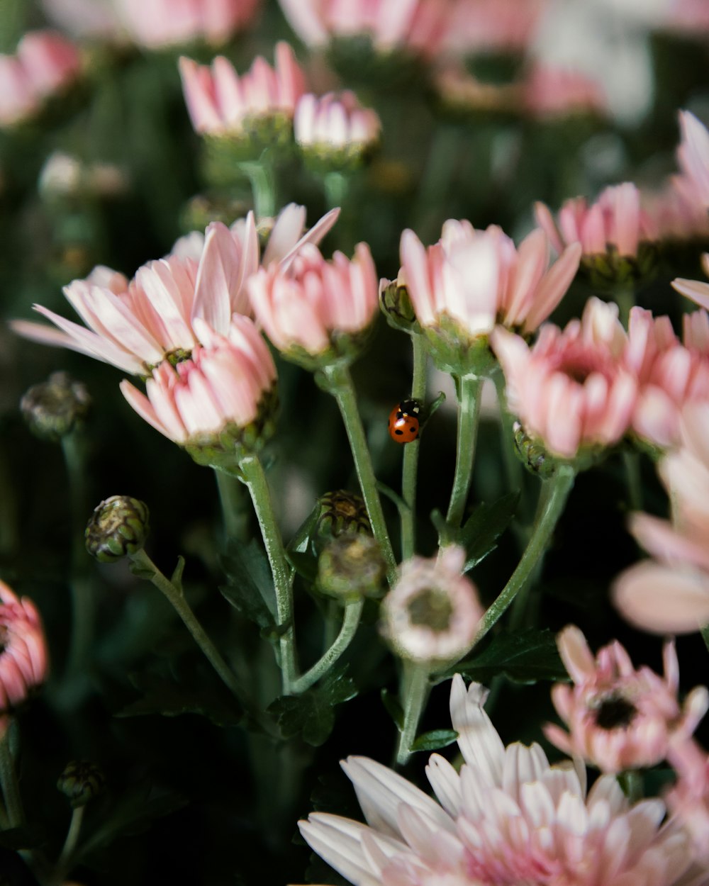 a bunch of pink flowers with a lady bug on them