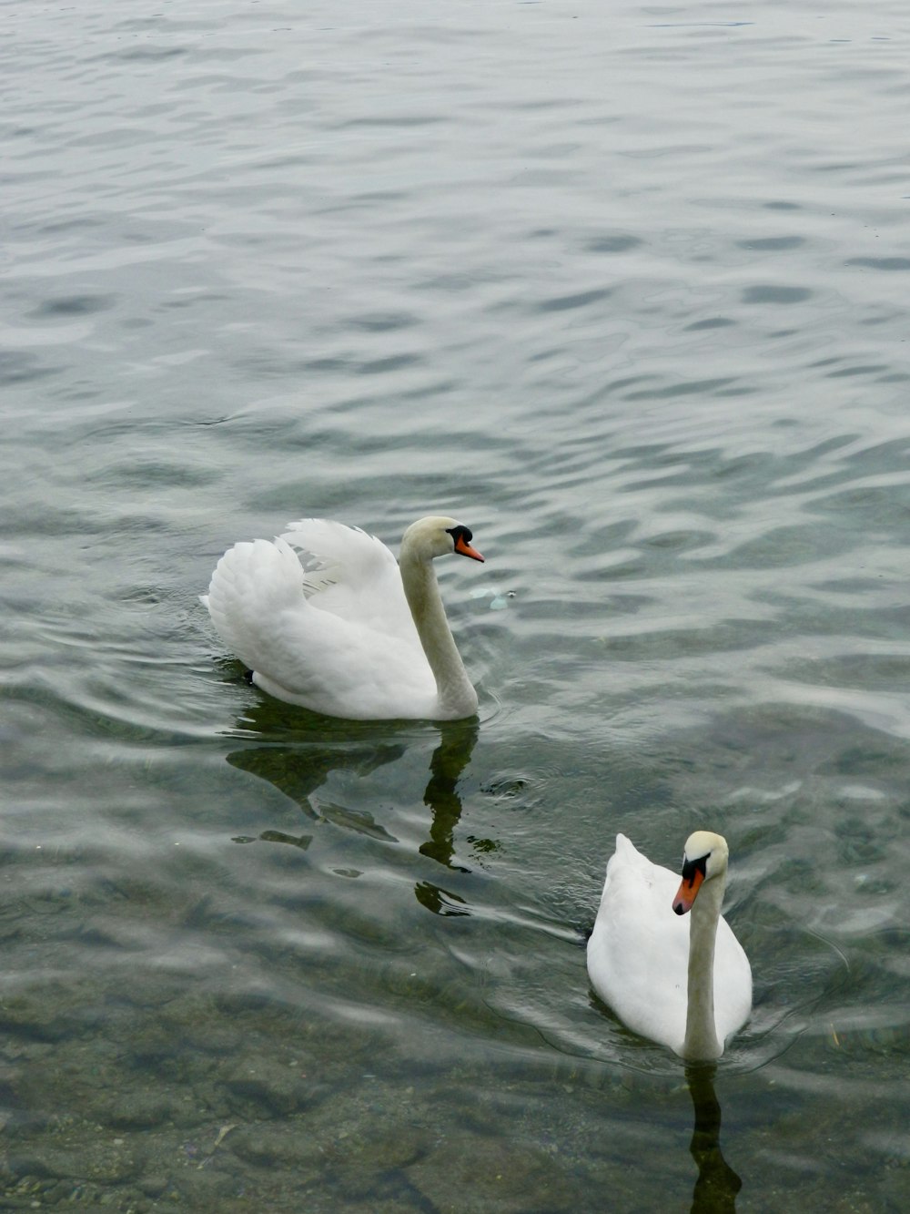 two white swans swimming in a body of water