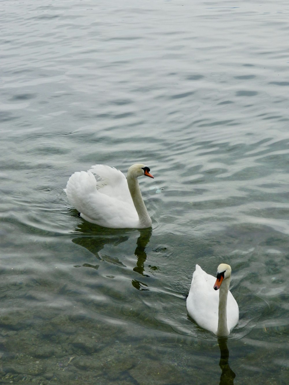 Dos cisnes blancos nadando en un cuerpo de agua