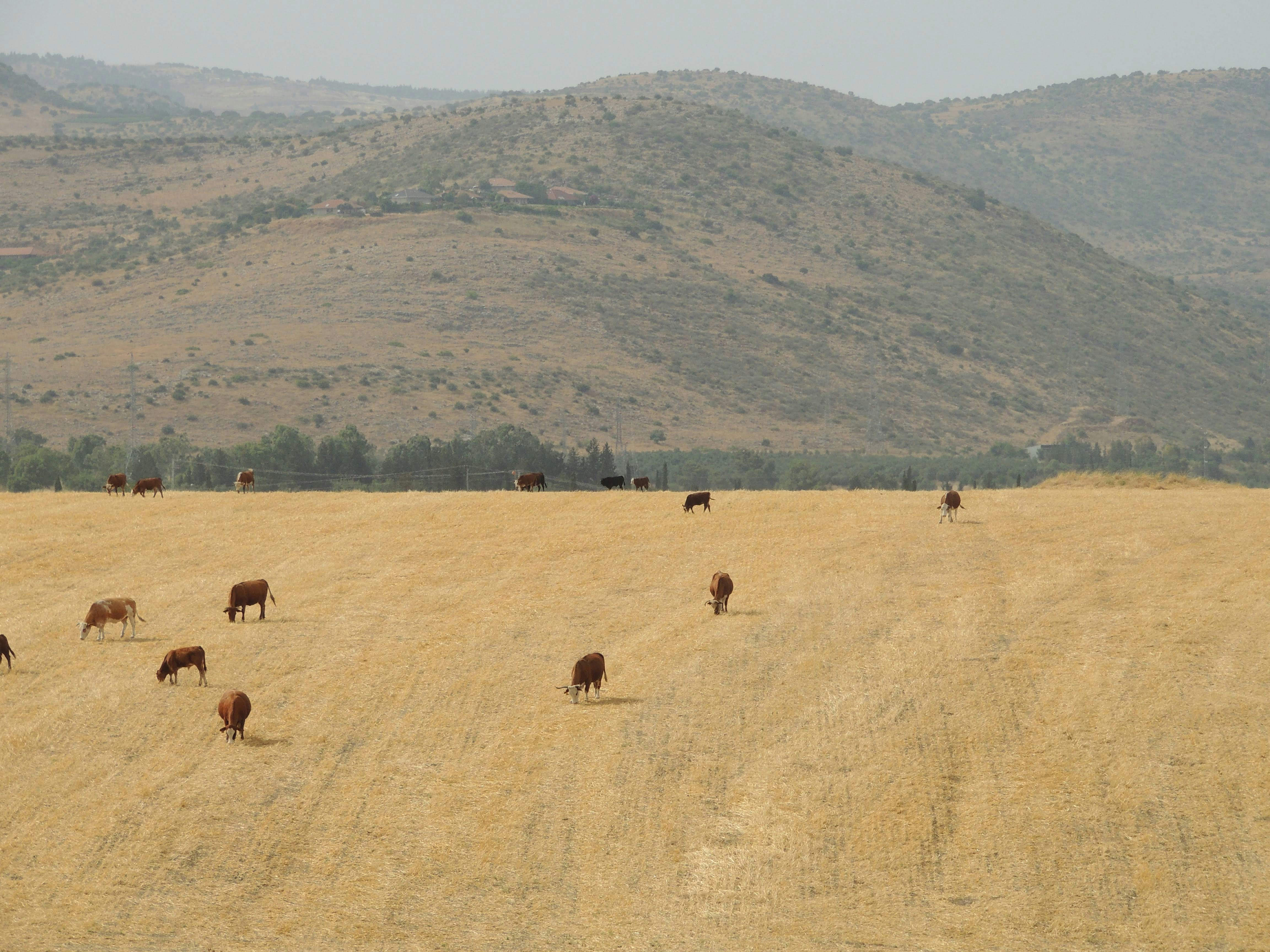 The Economic Earthquake Shaking Rural California (image credits: unsplash)