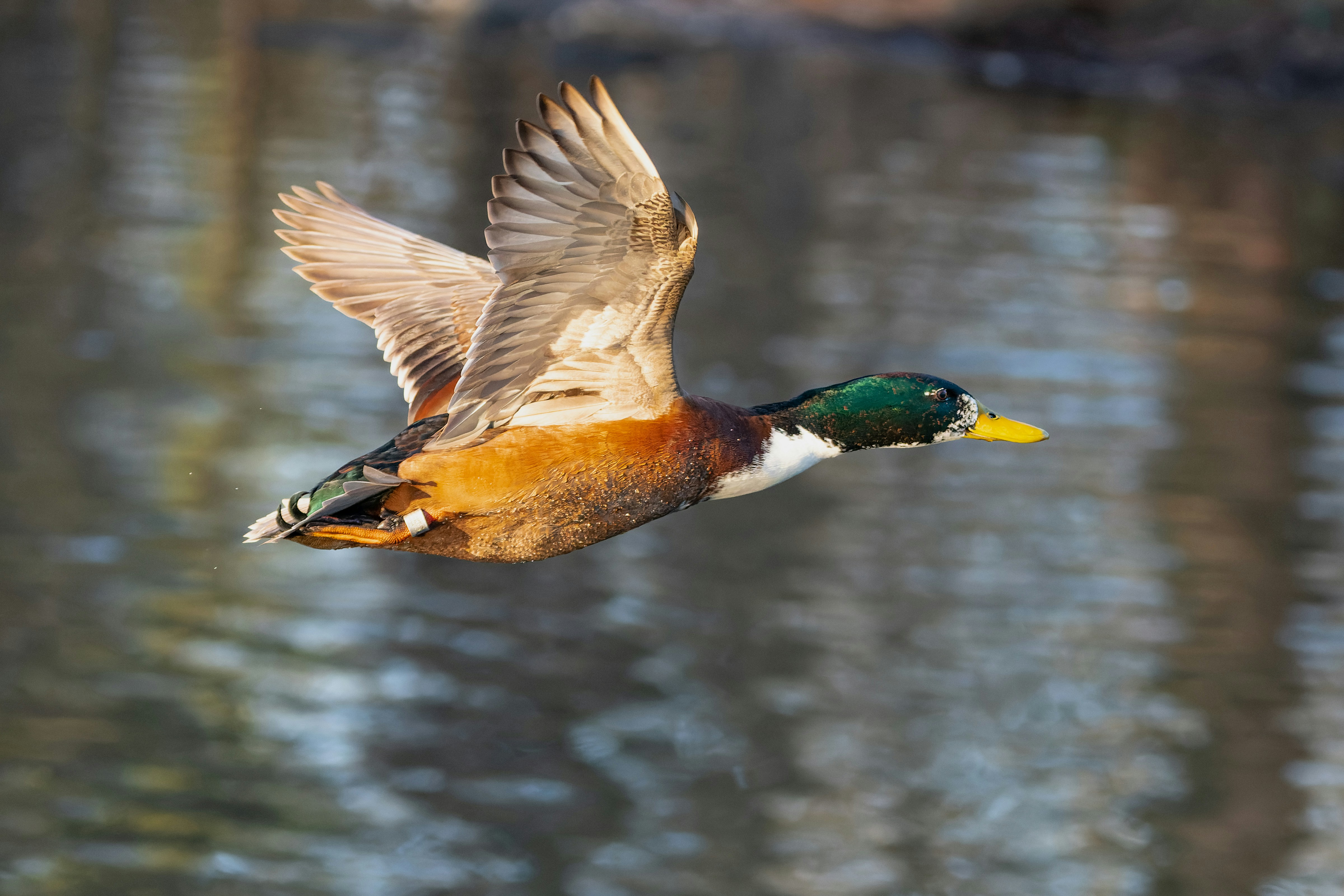 a duck flying over a body of water