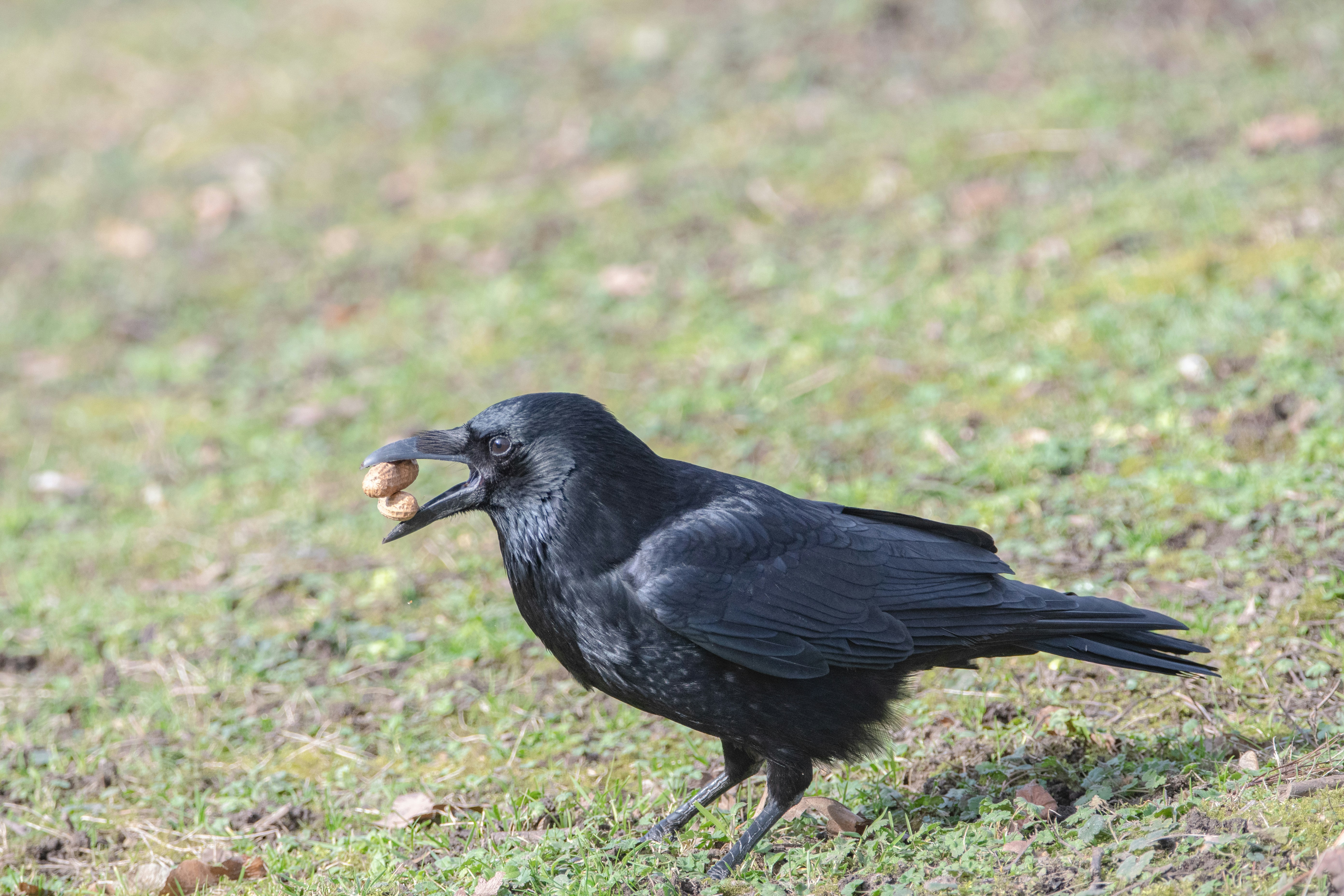 Photo by siegfriedpoepperl