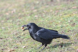 A black crow is holding two peanuts in its beak while standing on a grassy ground. The bird's feathers are glossy, and the background is a mix of green grass and brown patches of earth.