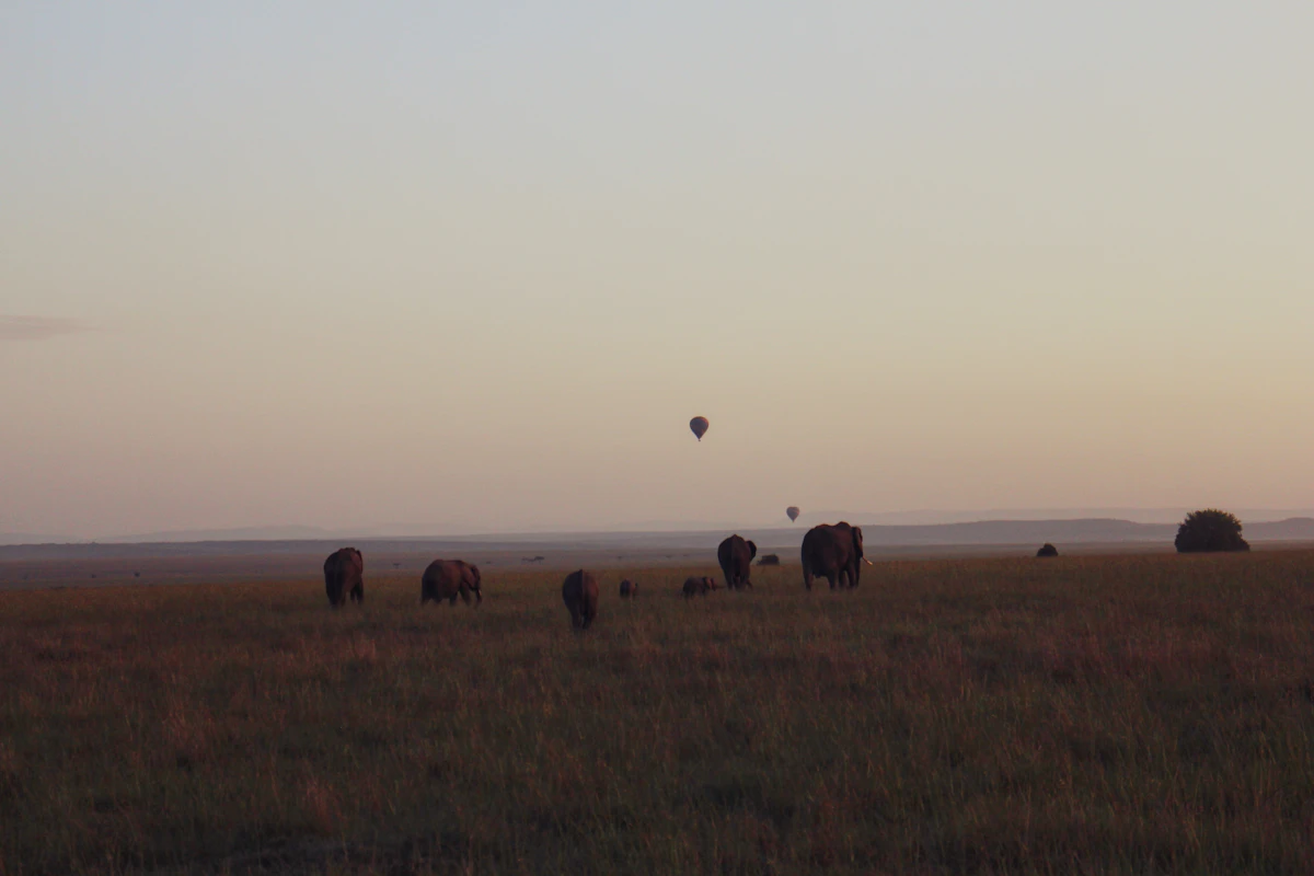 Elephant herd grazing on green grass in the Masai Mara