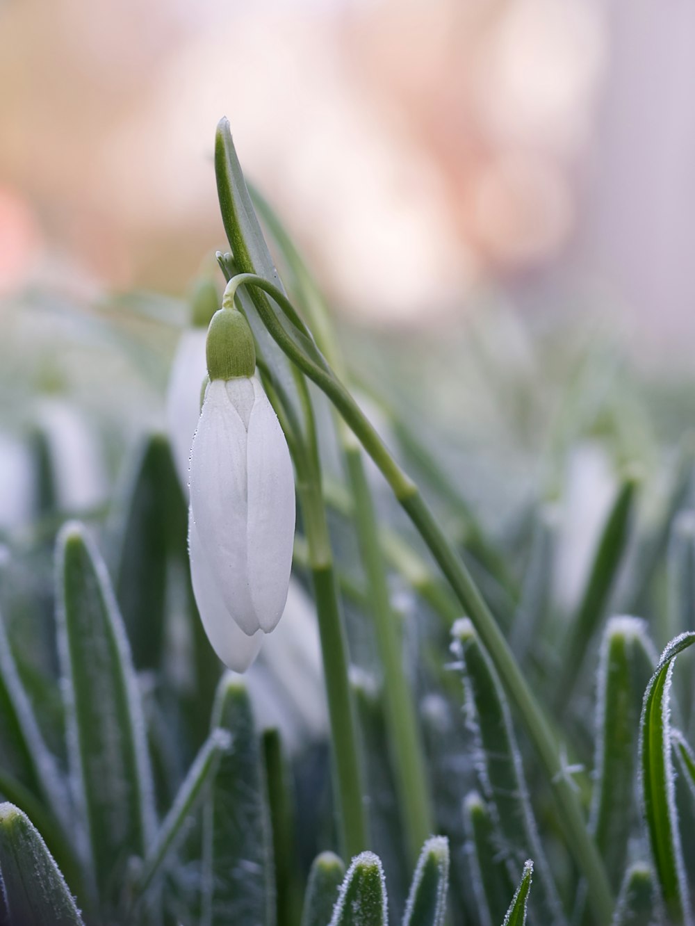 a close up of a flower with a blurry background