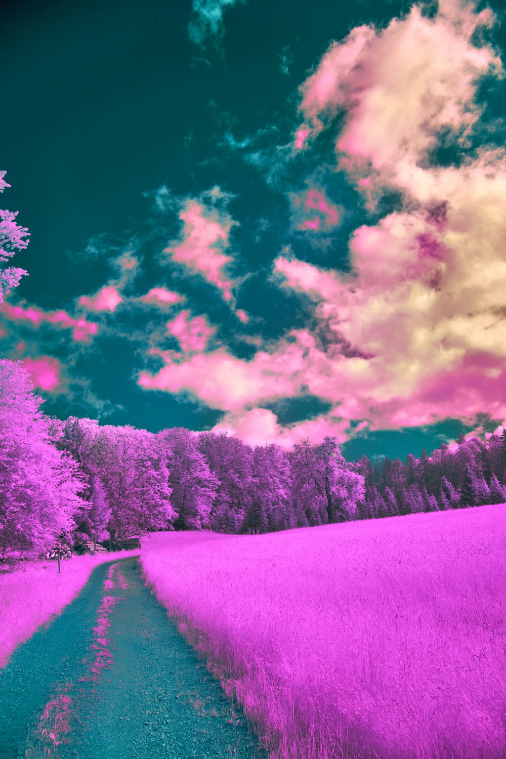 a purple field with trees and clouds in the background