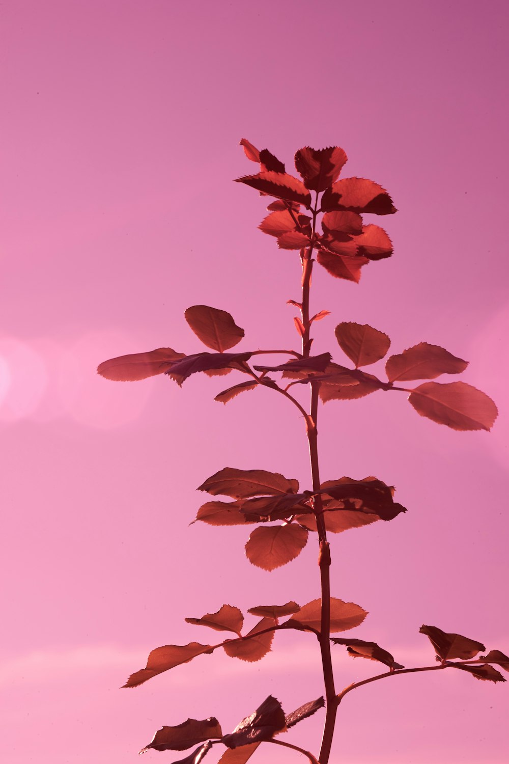 a single red flower with a pink sky in the background