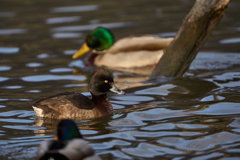 a couple of ducks floating on top of a lake