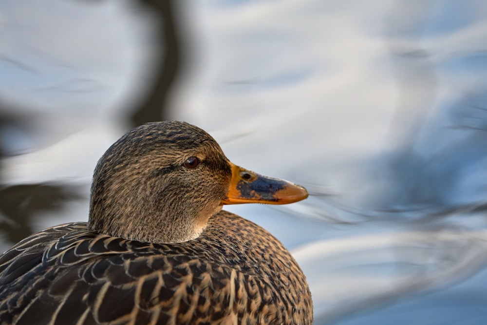 a close up of a duck in the water