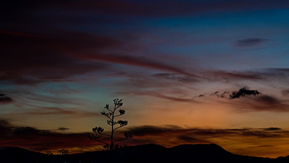 a tree is silhouetted against a colorful sunset