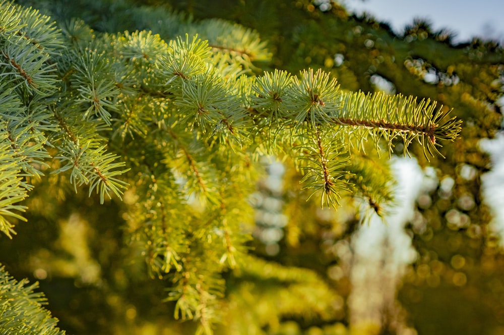 a close up of a pine tree branch