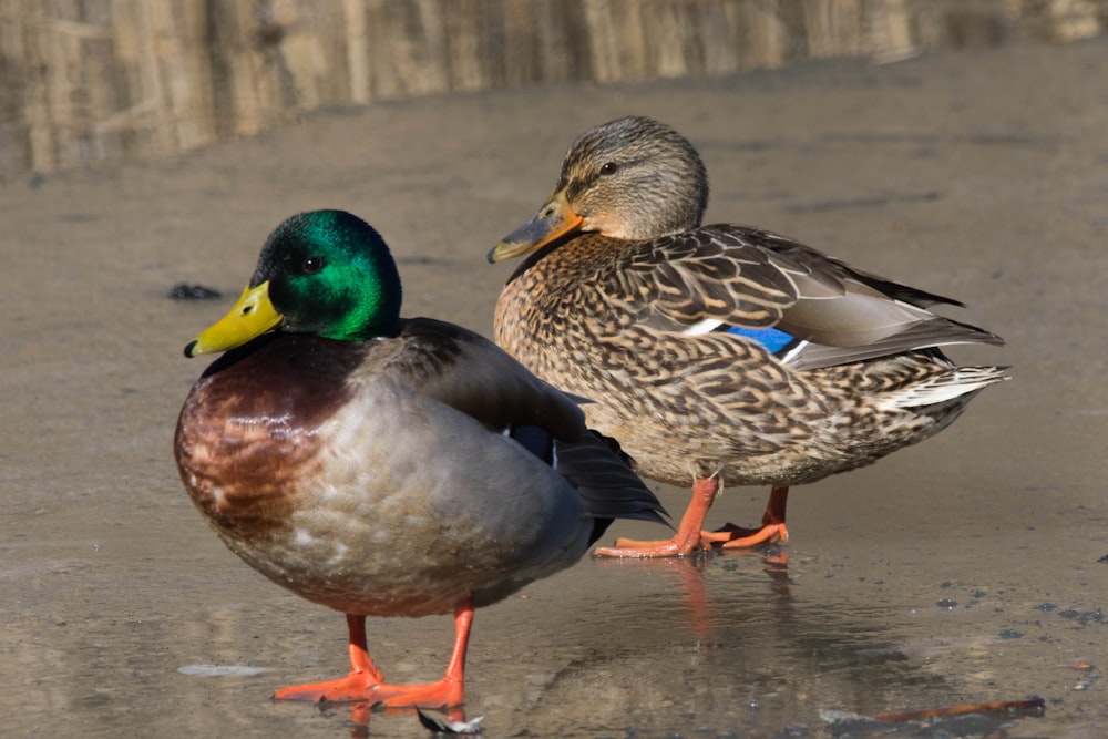a couple of ducks standing next to each other