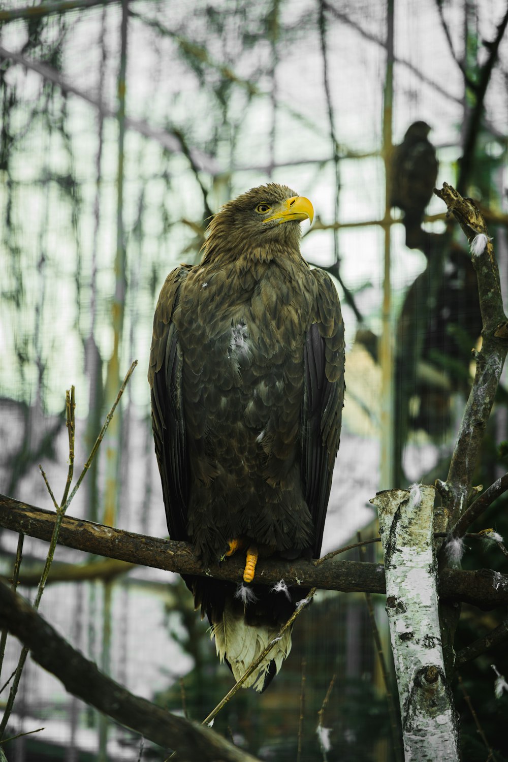 a large bird perched on a tree branch