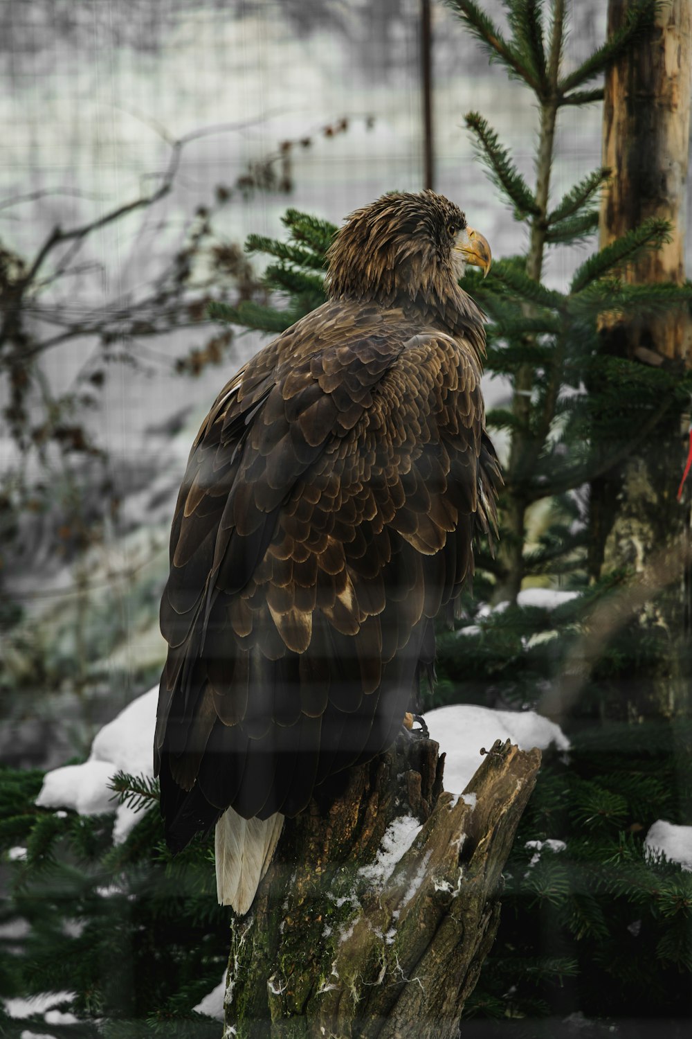 a large bird sitting on top of a tree stump