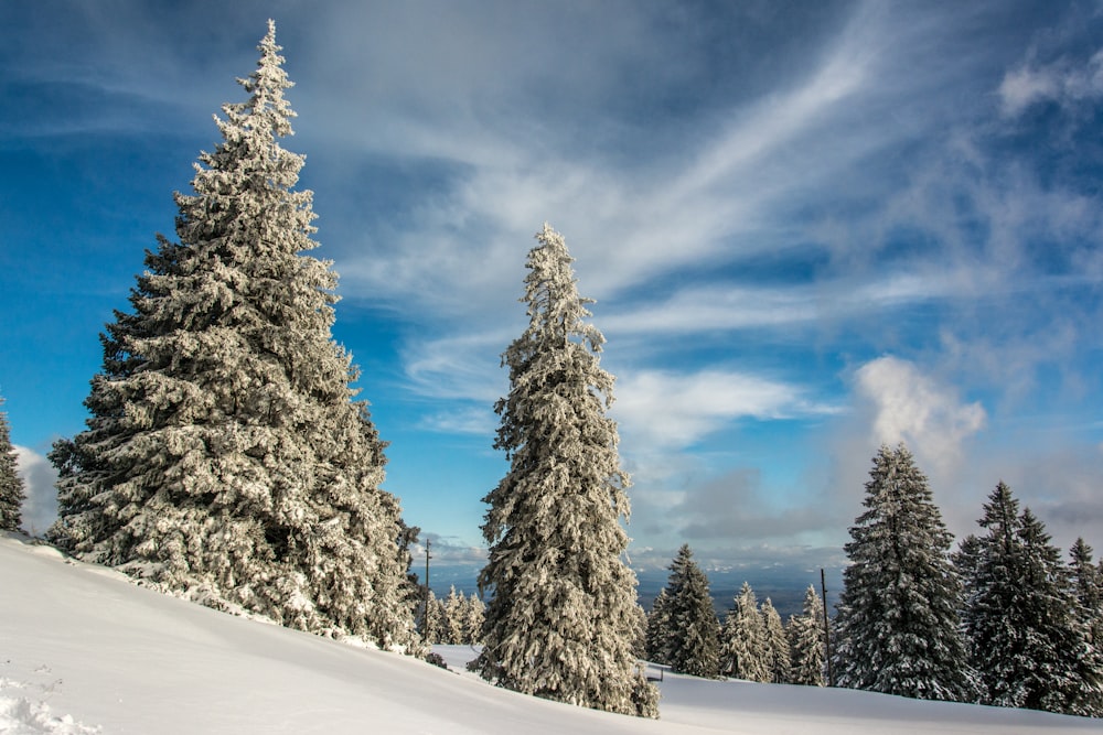 snow covered trees on a hill under a blue sky