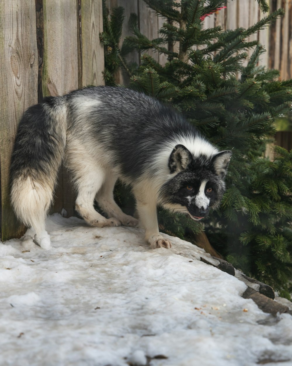 a black and white dog standing on top of a snow covered ground