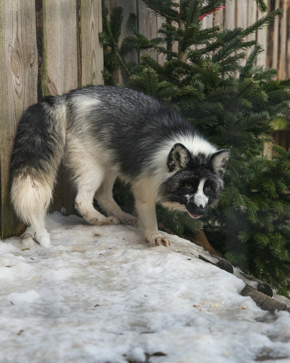 雪に覆われた地面の上に立つ黒と白の犬