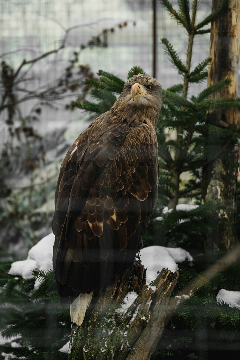 a large bird perched on top of a tree branch