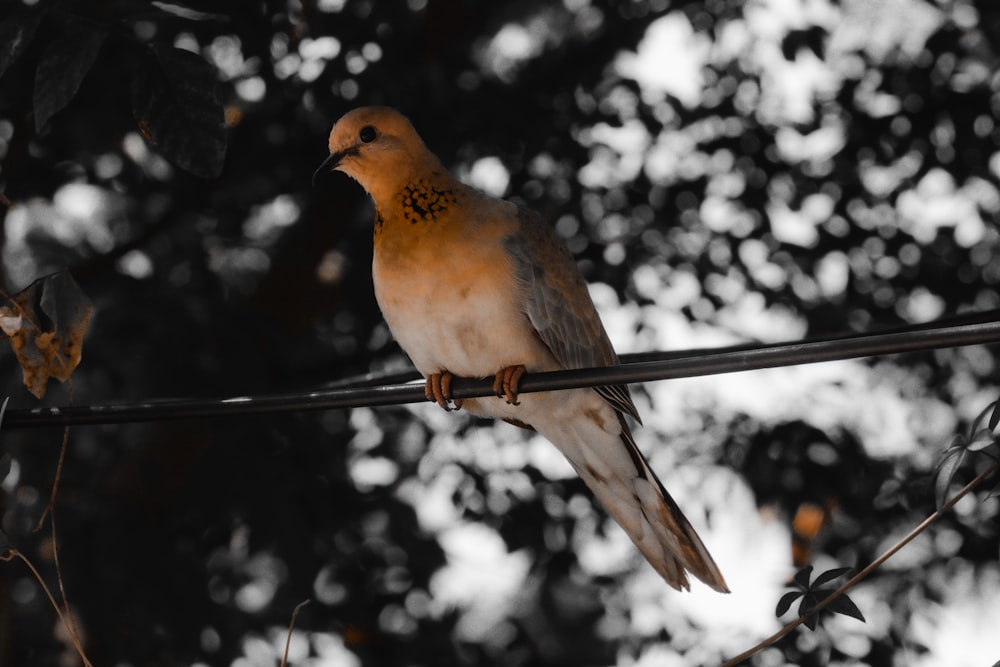 a bird perched on a wire with trees in the background