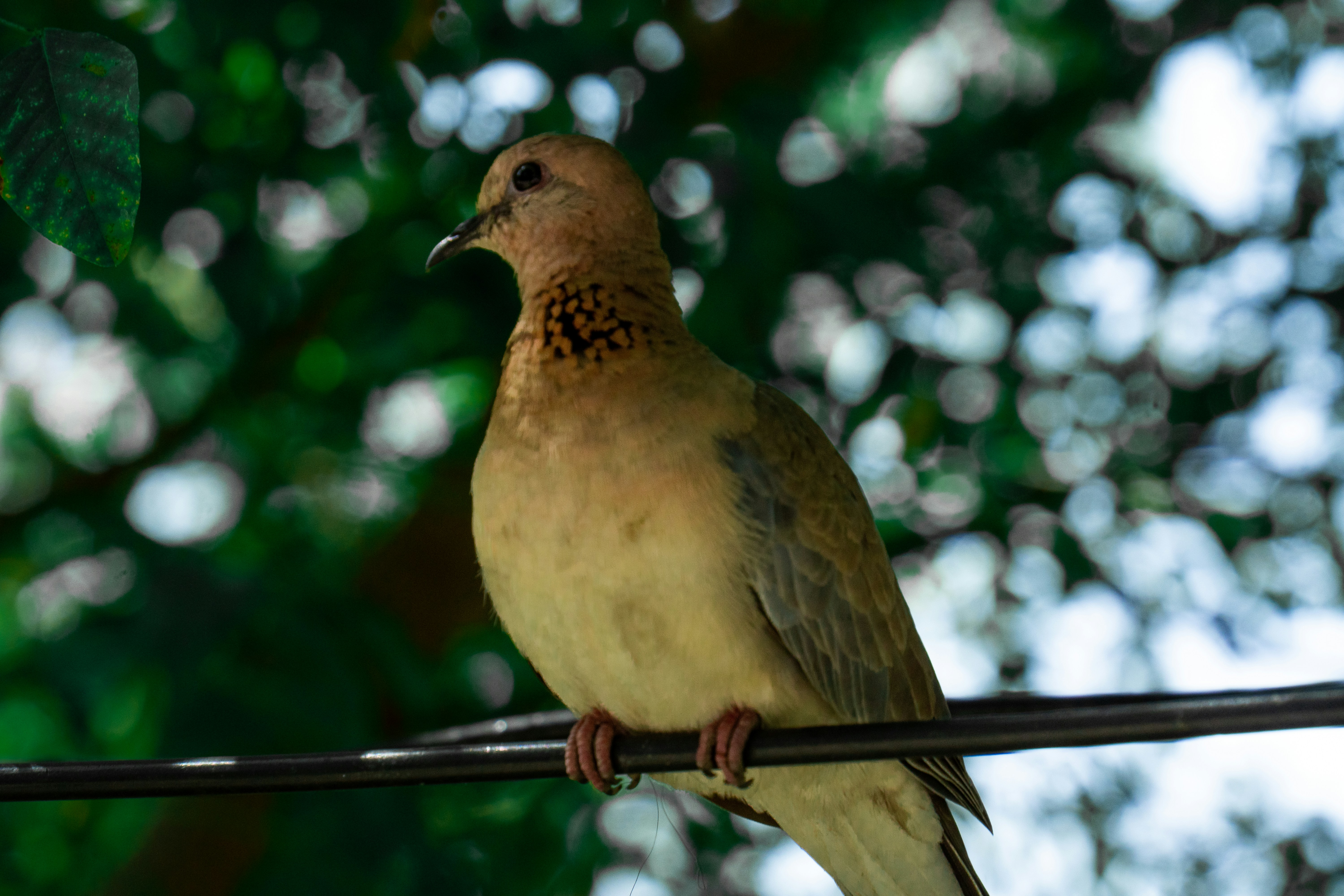 Photo by tomatopictures1