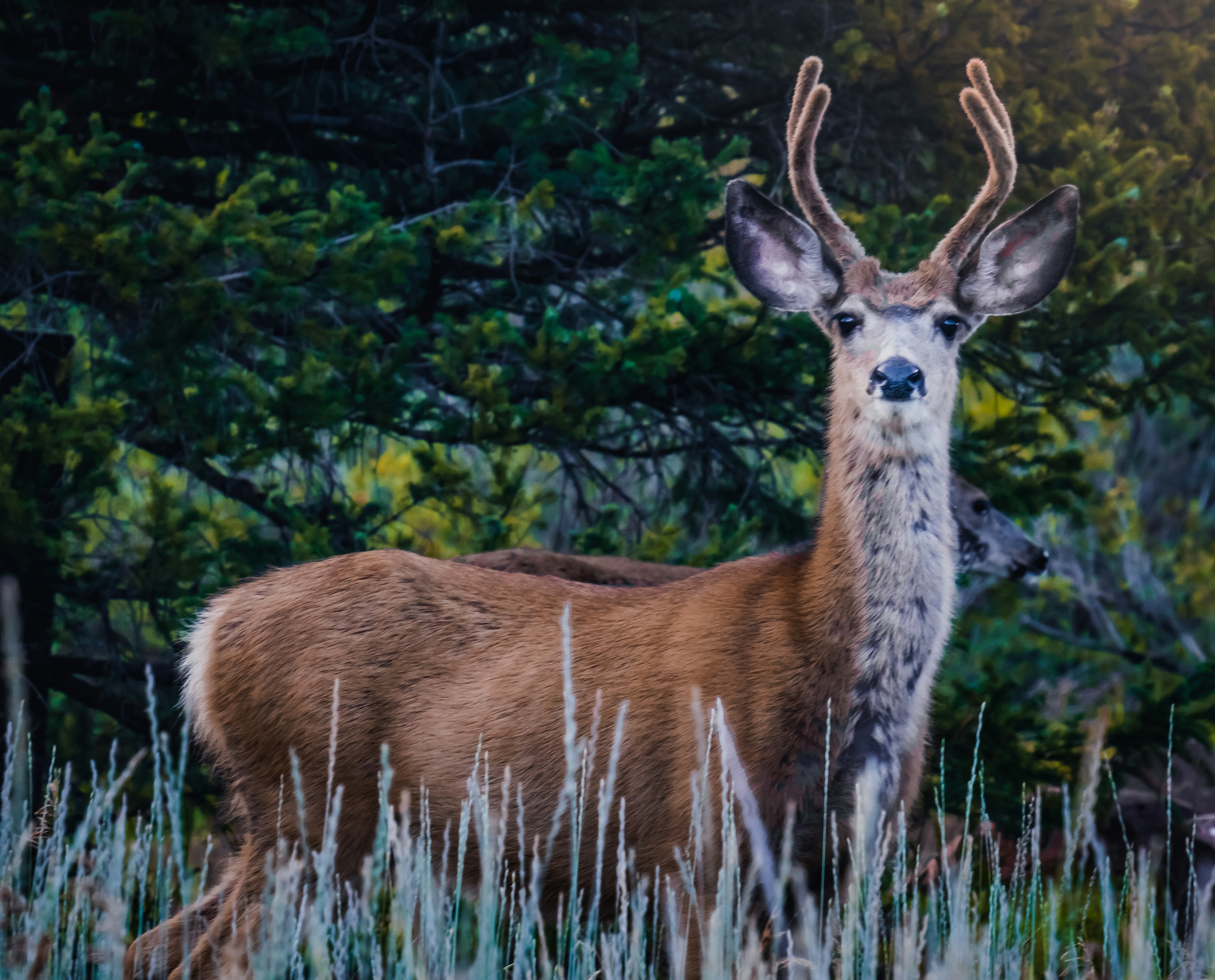 Photo by tomatopictures1