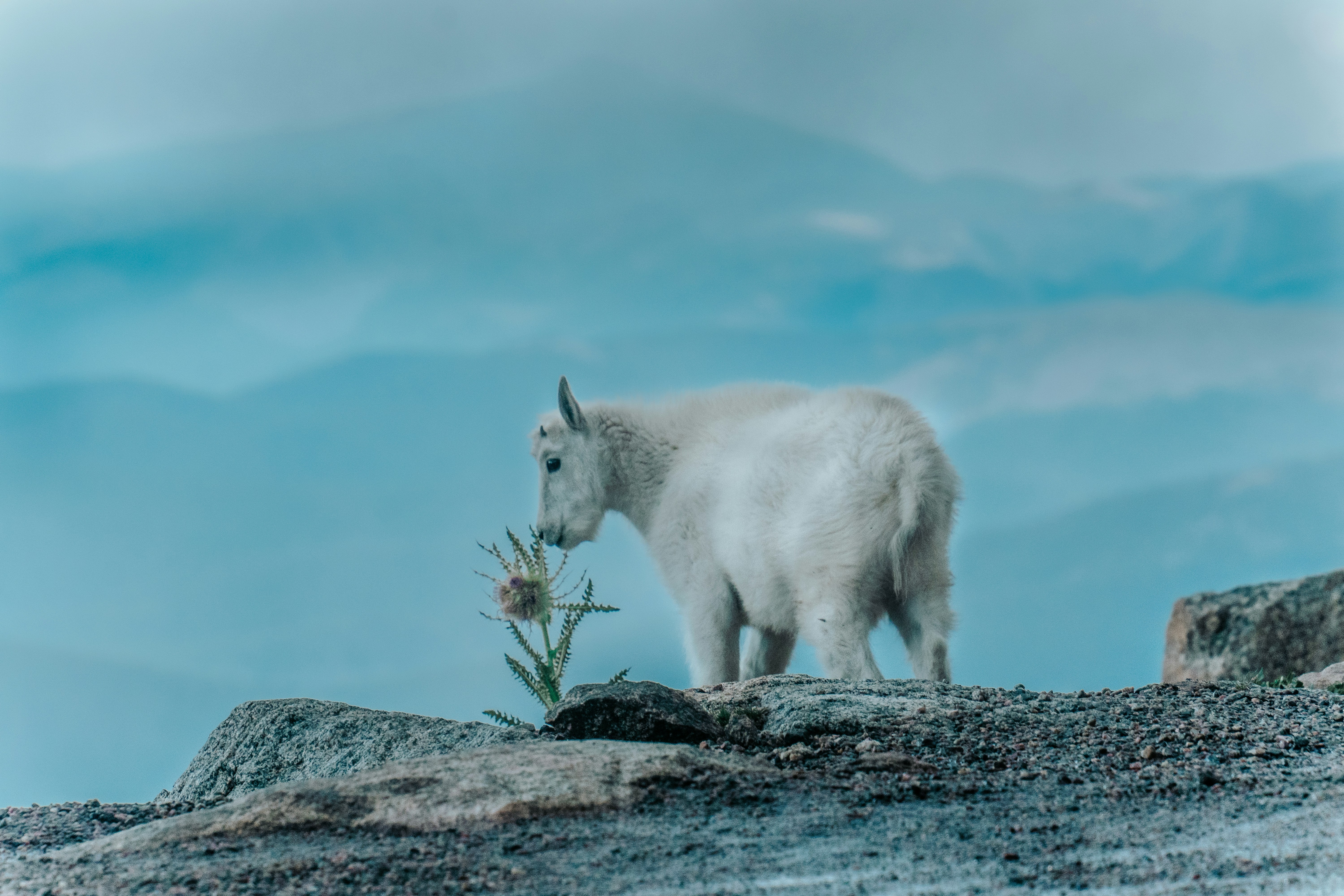 Photo by tomatopictures1
