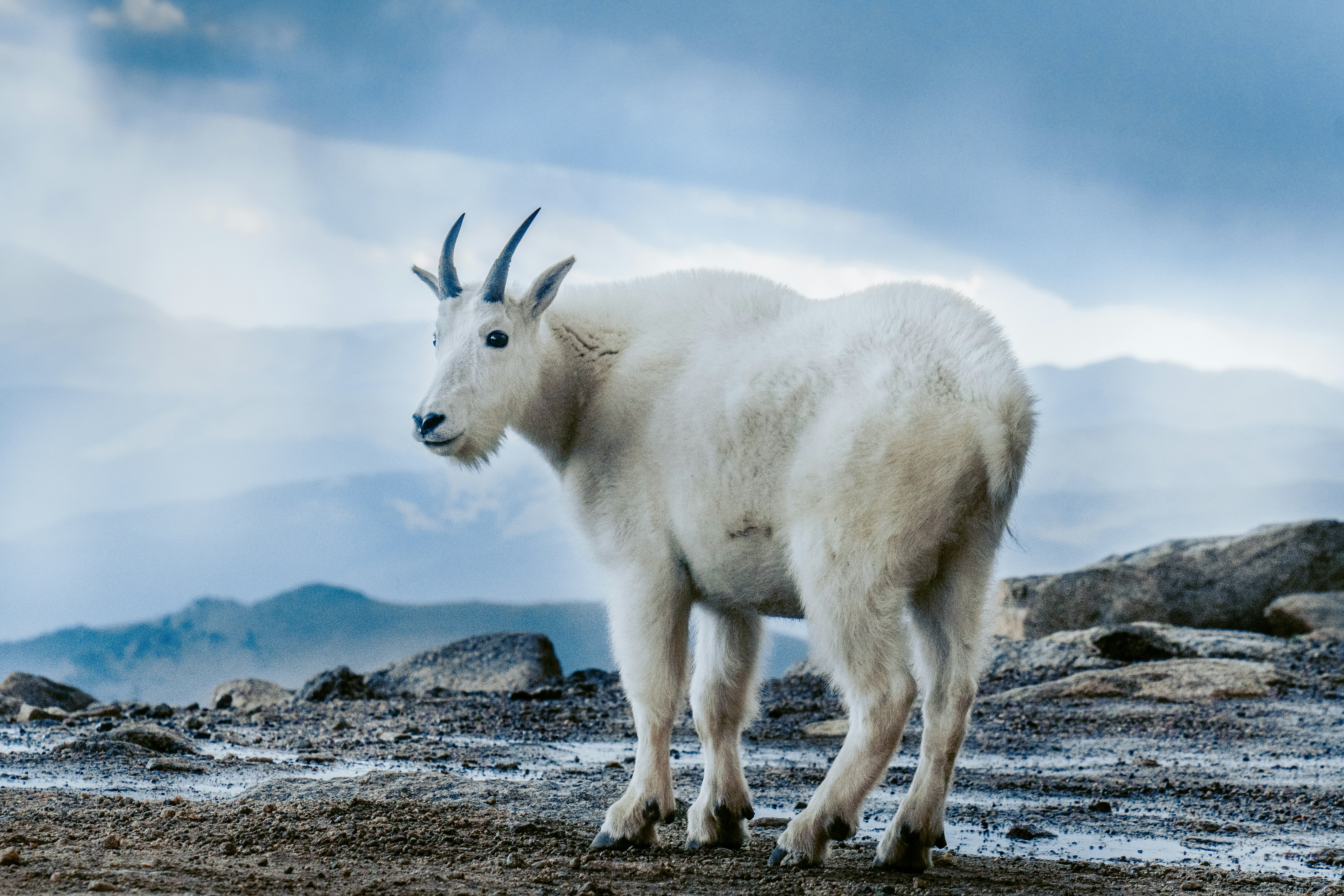Foto Una cabra montés de pie en la cima de una ladera rocosa – Imagen ...
