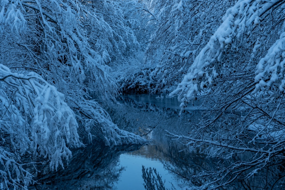 une rivière qui coule à travers une forêt enneigée