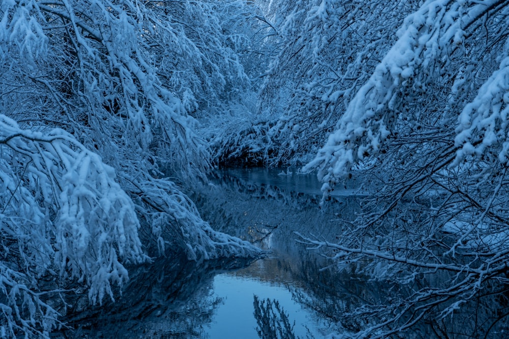 Un fiume che attraversa una foresta innevata