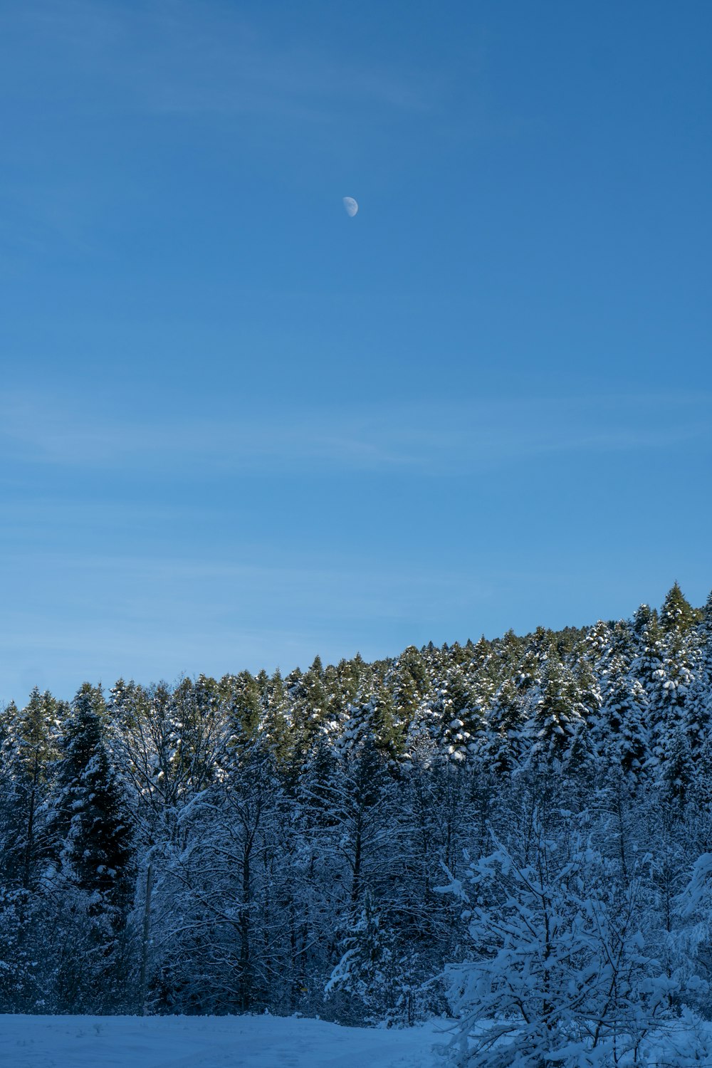 空に木々と月がある雪原