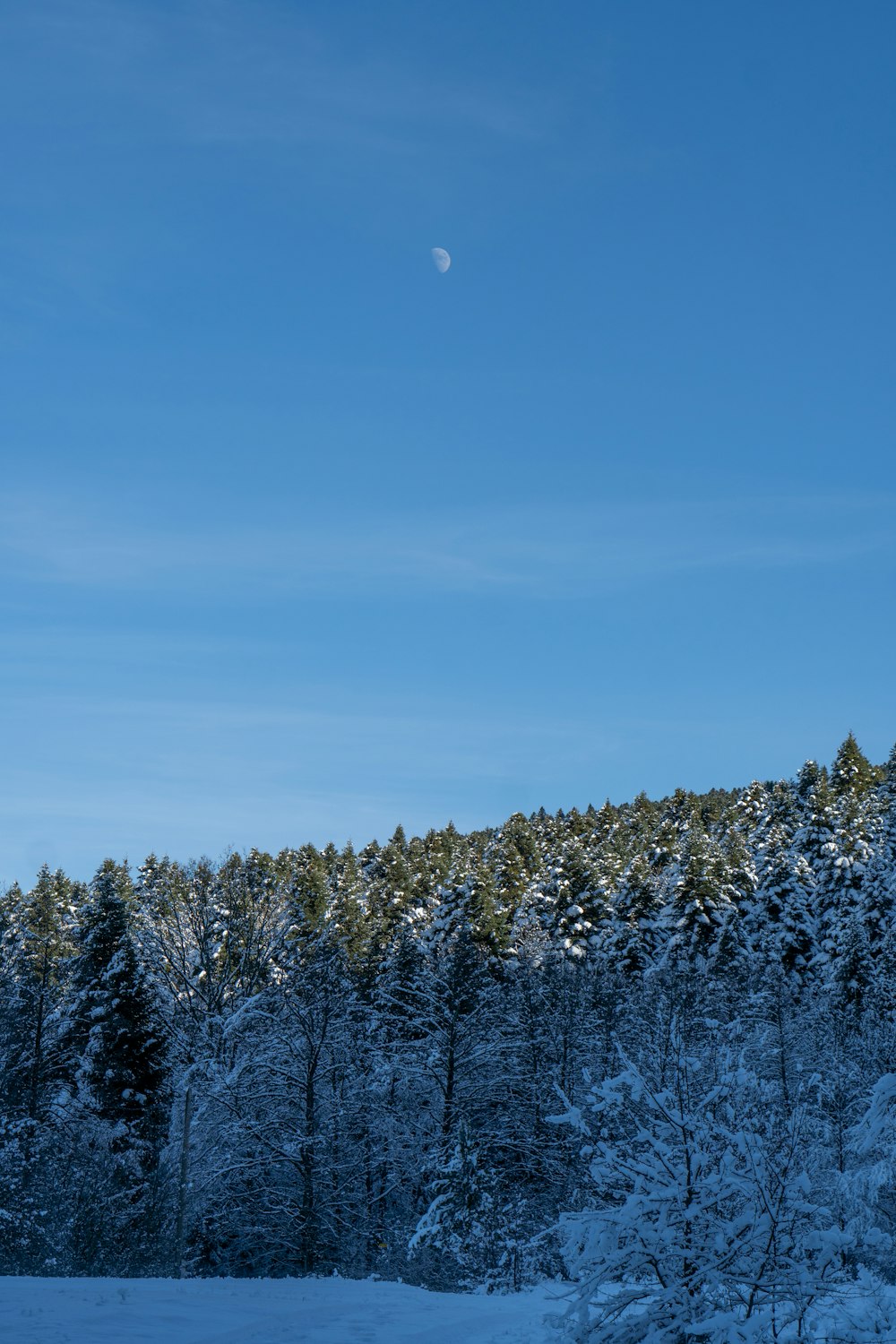 a snowy field with trees and a moon in the sky