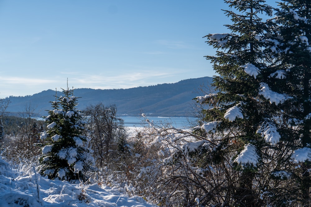 une forêt enneigée avec un lac en arrière-plan