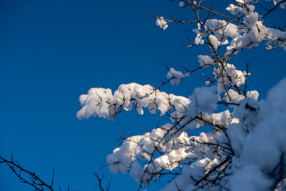 a snow covered tree branch against a blue sky