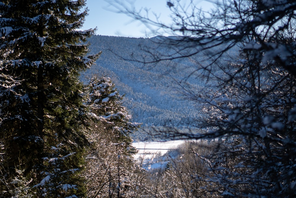 Una foresta innevata con una montagna sullo sfondo