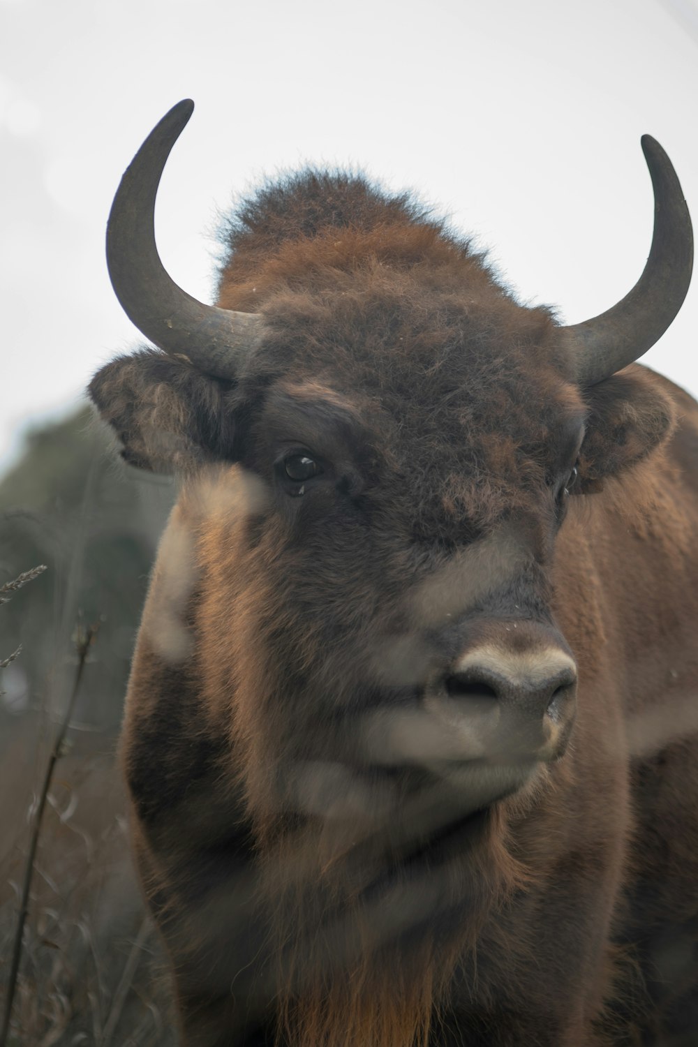 a close up of a bull with large horns