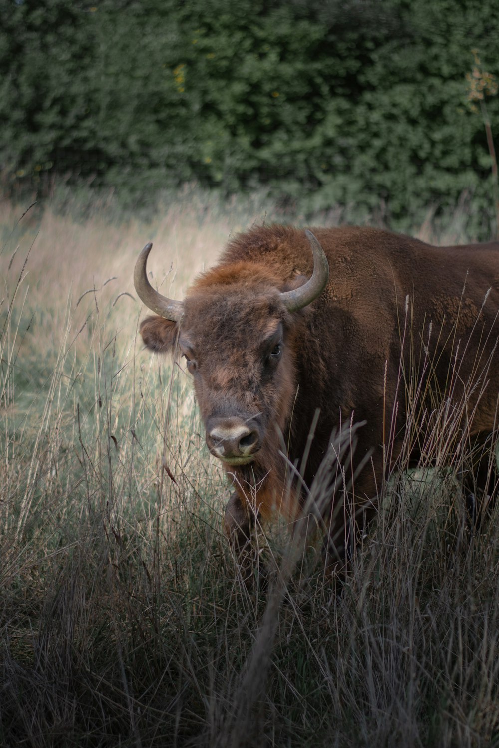 a bison standing in a field of tall grass