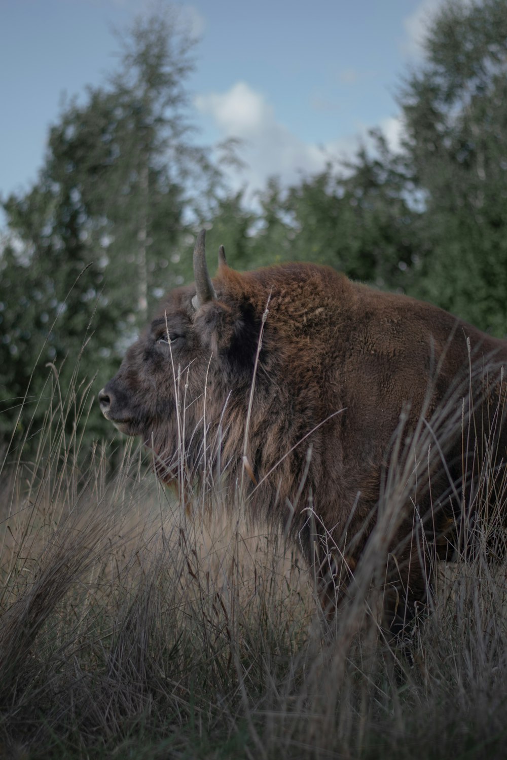 a bison standing in a field of tall grass