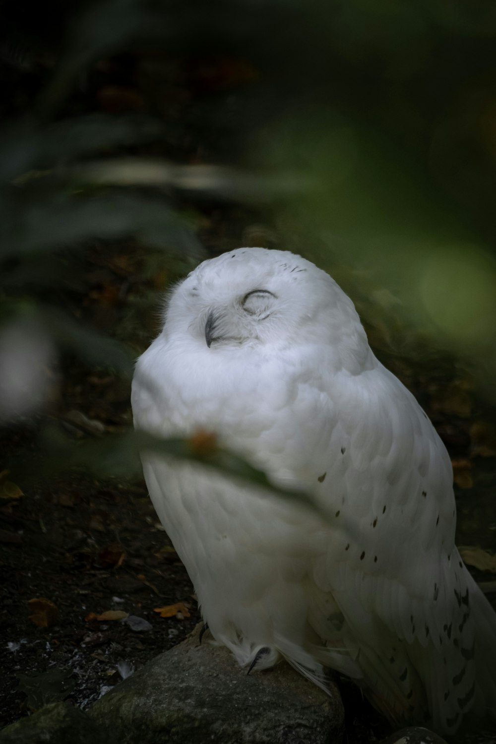 a white owl sitting on top of a rock