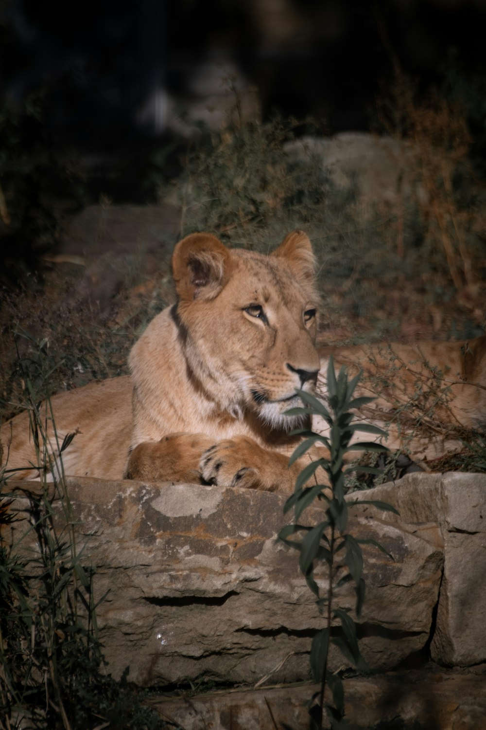 a lion laying down on a rock wall