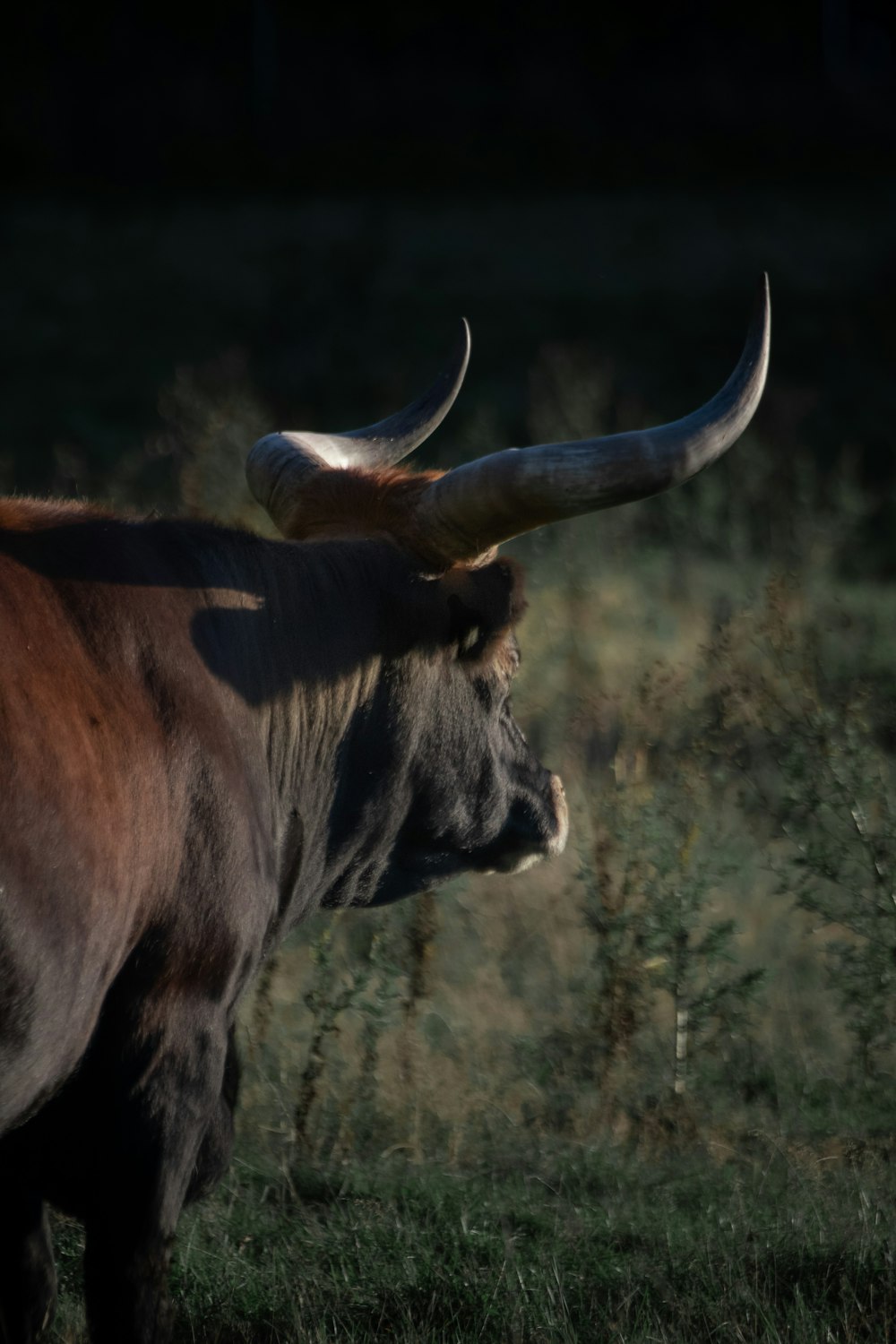 a bull with large horns standing in a field