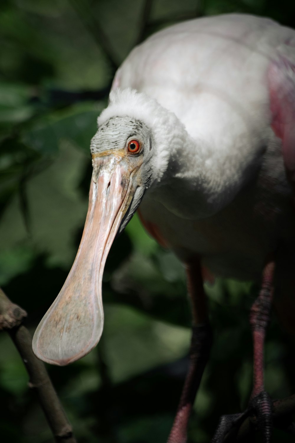 a close up of a bird with a long beak