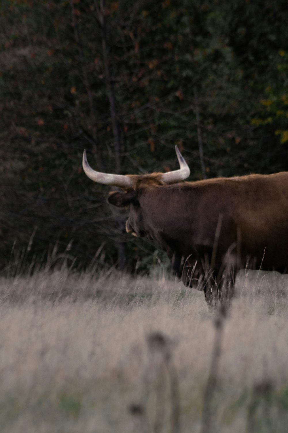 a bull with large horns walking through a field